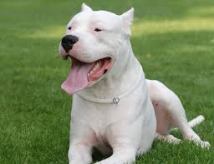 dogo-argentino
