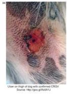alabama rot leison.jpg