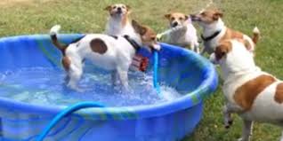 pool party